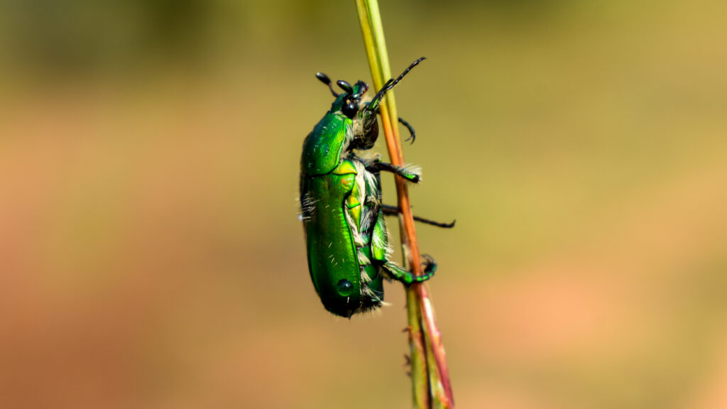 Scarabeo verde di giugno isolato
