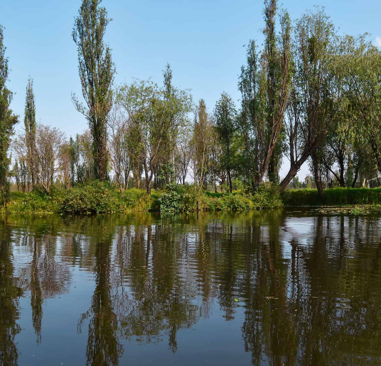 Alberi Ahuejotes (Salix bonplandiana) Bonpland willow, albero nativo di Xochimilco, Messico