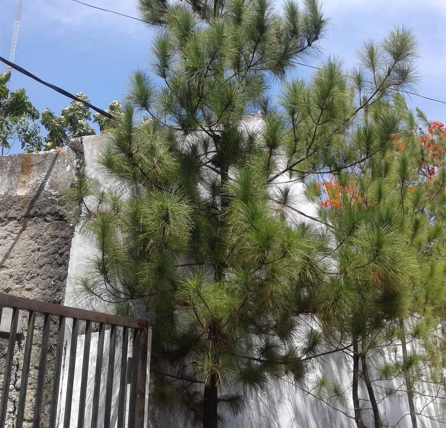 Pinus caribaea (chiamato pino caraibico, pino cubano).  Il pino caraibico è il miglior nome comune di questa pianta