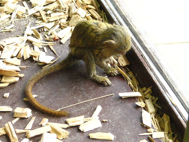 Uistitì pigmeo che mangia in uno zoo