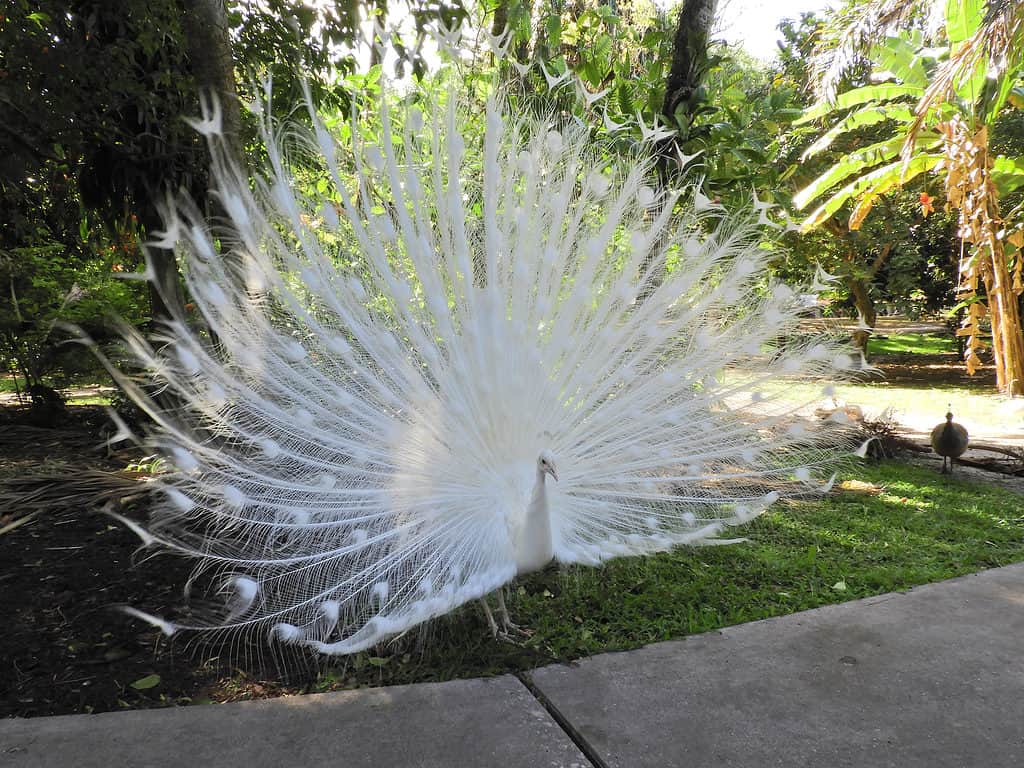 Un pavone bianco in piedi accanto a una passeggiata con le piume fuori