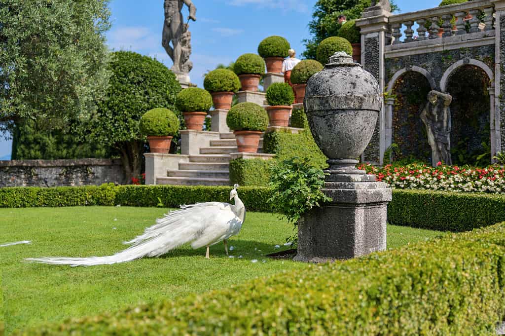 Pavone bianco