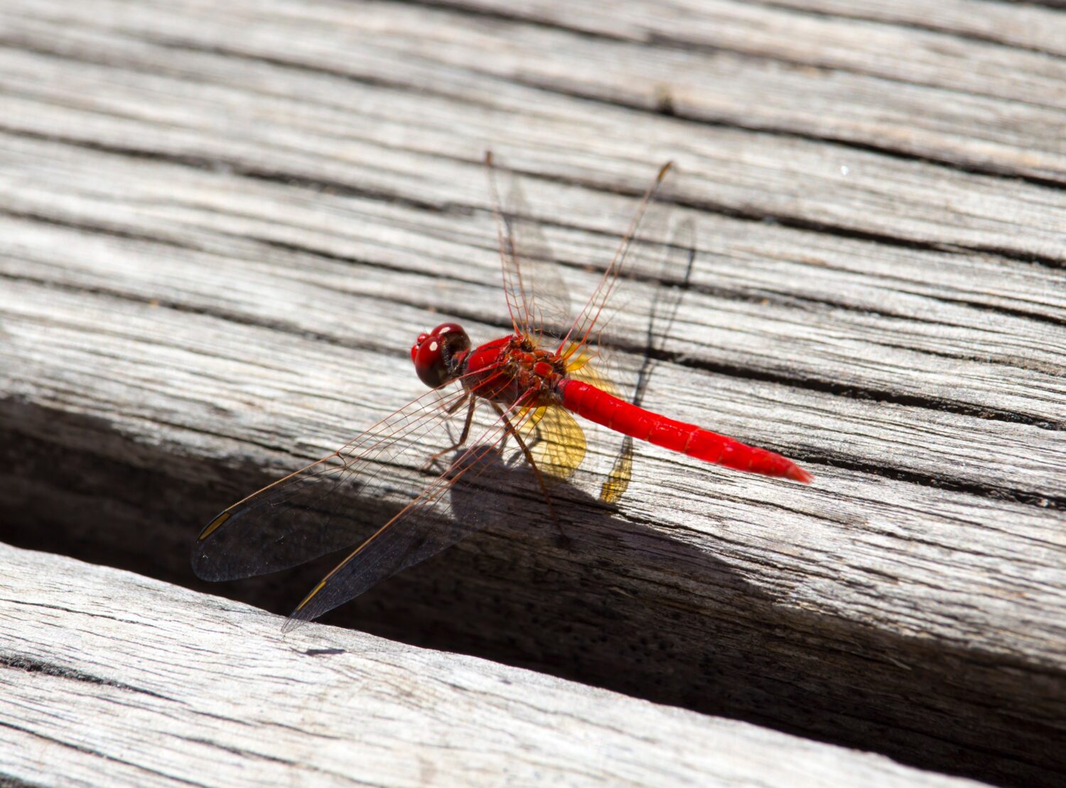 Le libellule rosse, conosciute anche come libellule Scarlet Percher, o Jarloomboo per i Gooniyandi, annunciano l'inizio di Moonnggoowarla, la stagione secca e il tempo freddo solitamente autunnale nell'Australia occidentale
