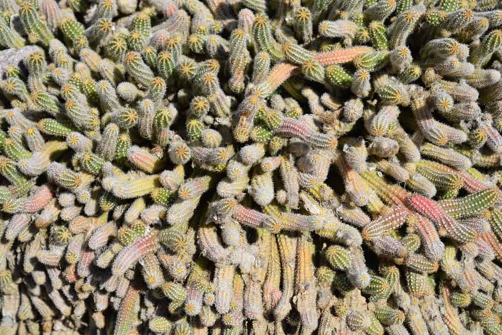 Echinopsis chamaecereus, cactus di arachidi
