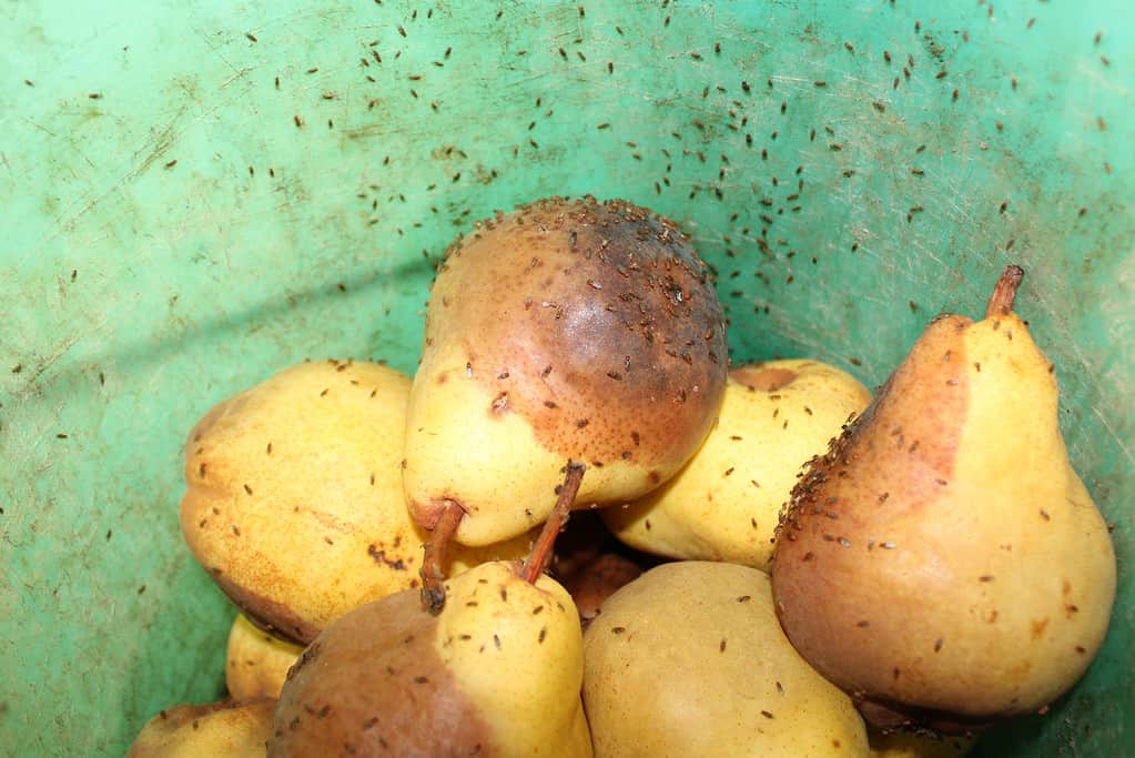 Moscerini della frutta sulle pere troppo mature