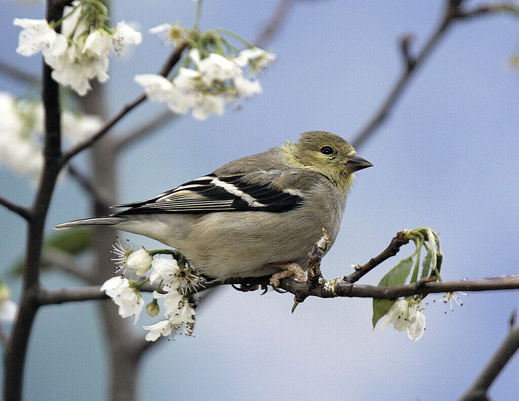 I maschi adulti in primavera e all'inizio dell'estate sono di colore giallo brillante con fronte nera, ali nere con segni e macchie bianche sia sopra che sotto la coda.  Le femmine adulte sono di colore giallo più opaco sotto, oliva sopra.  Gli uccelli invernali sono grigi, marroni senza striature, con vittorie nerastre e due barre alari pallide.