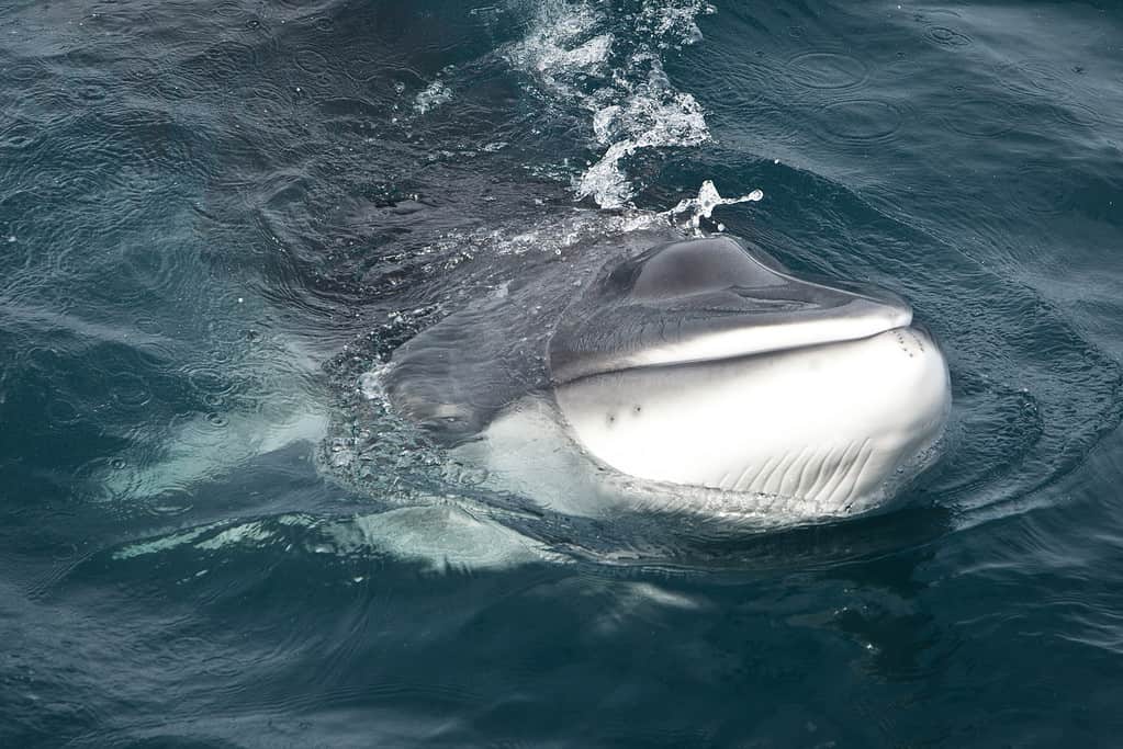Minke Whale in Antartide