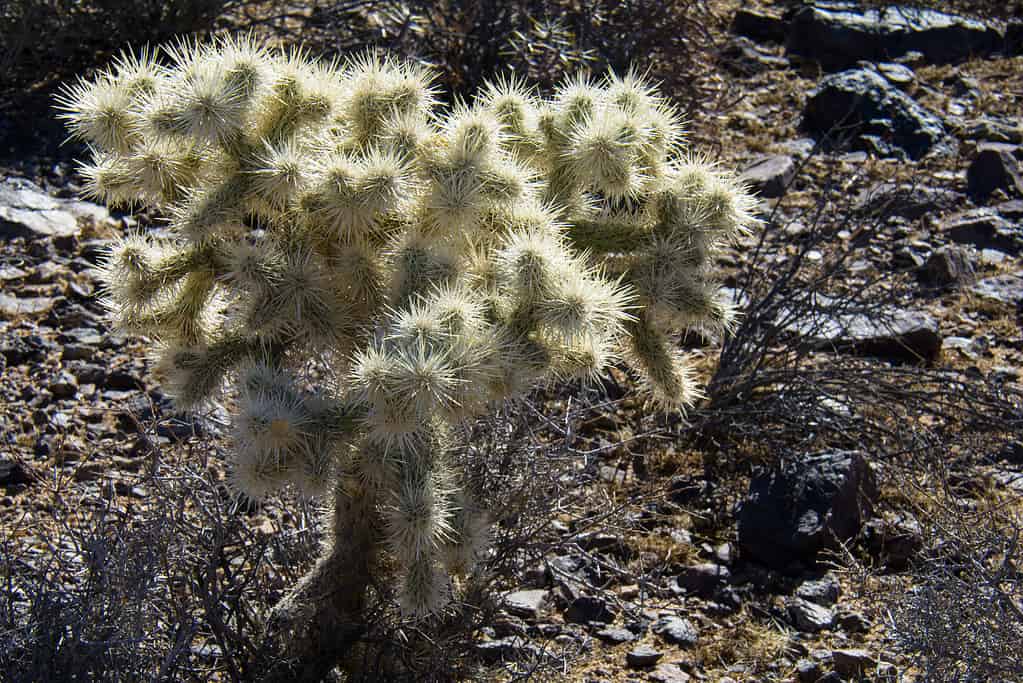 Cylindropuntia echinocarpa, chola d'argento