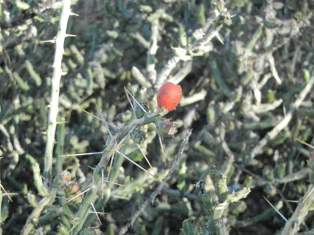 Cylindropuntia arbuscula, cholla a matita dell'Arizona