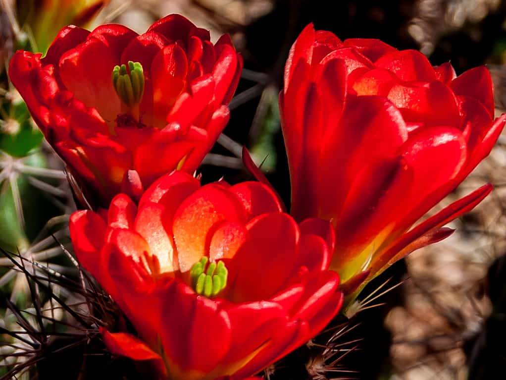Echinocereus coccineus, cactus riccio scarlatto