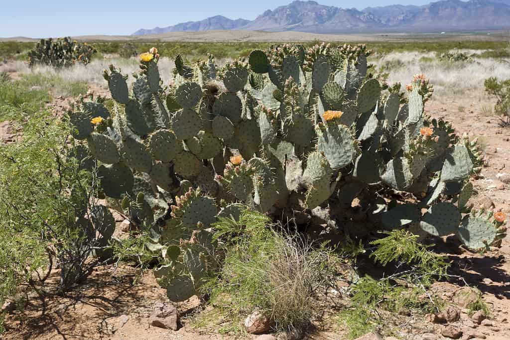Opuntia engelmannii, fico d'india Engelmann