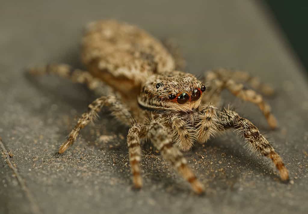 Marpissa Muscosa