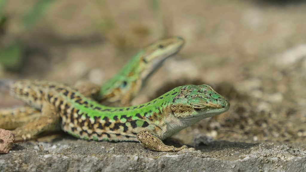Lucertola muraiola italiana (Podarcis siculus) 
