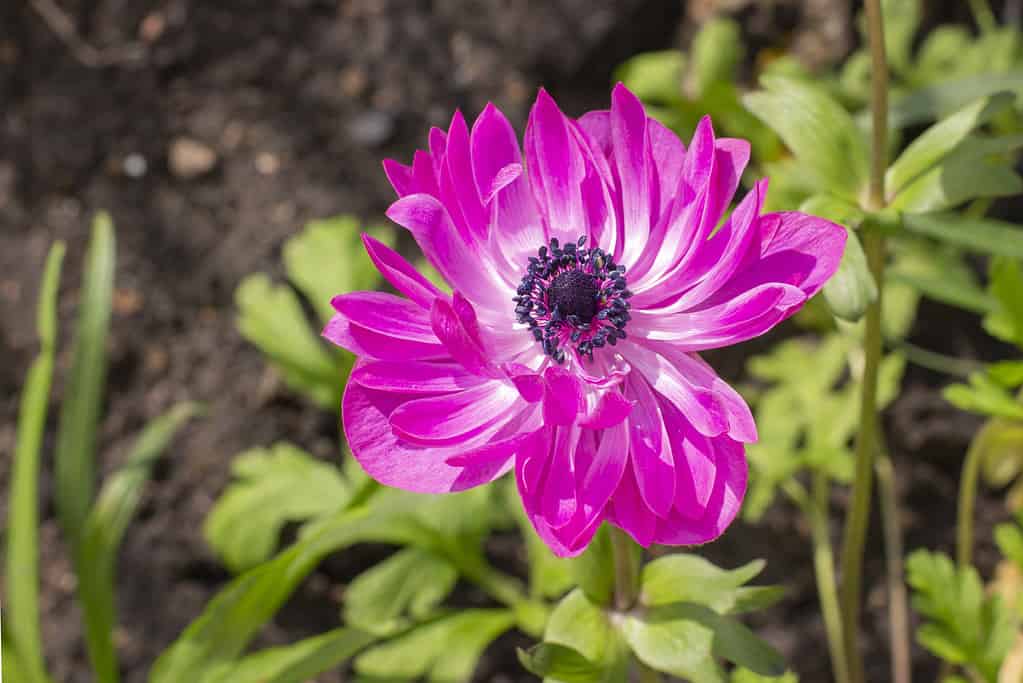 Magenta Anemone St Brigid Doppi Petali fioriti.  Bel fiore da giardino decorativo, primo piano.