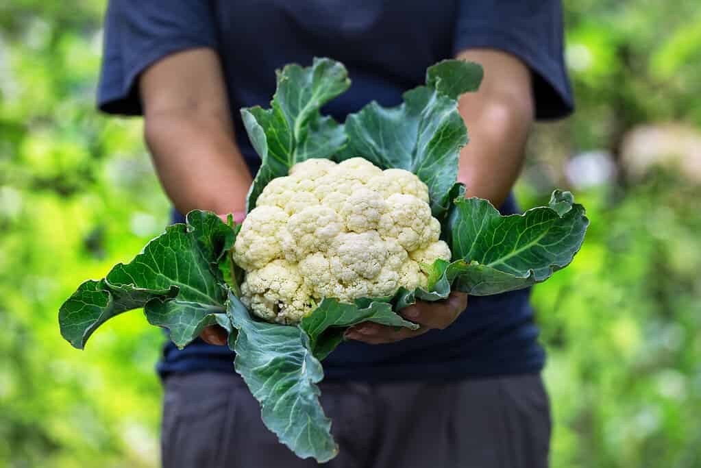 Il giardiniere tiene una testa di cavolfiore sullo sfondo di un giardino verde