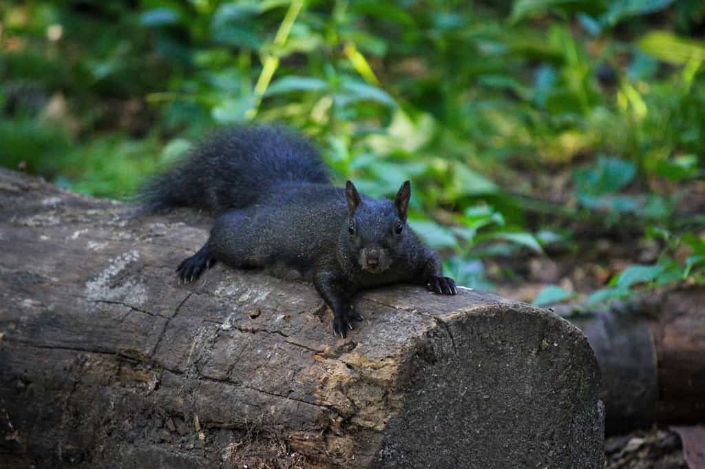 Scoiattolo, colore nero, peli di animali, animali selvatici, ora di coricarsi