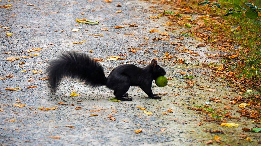 Scoiattolo, fauna selvatica animale, colore nero, incrocio, animale