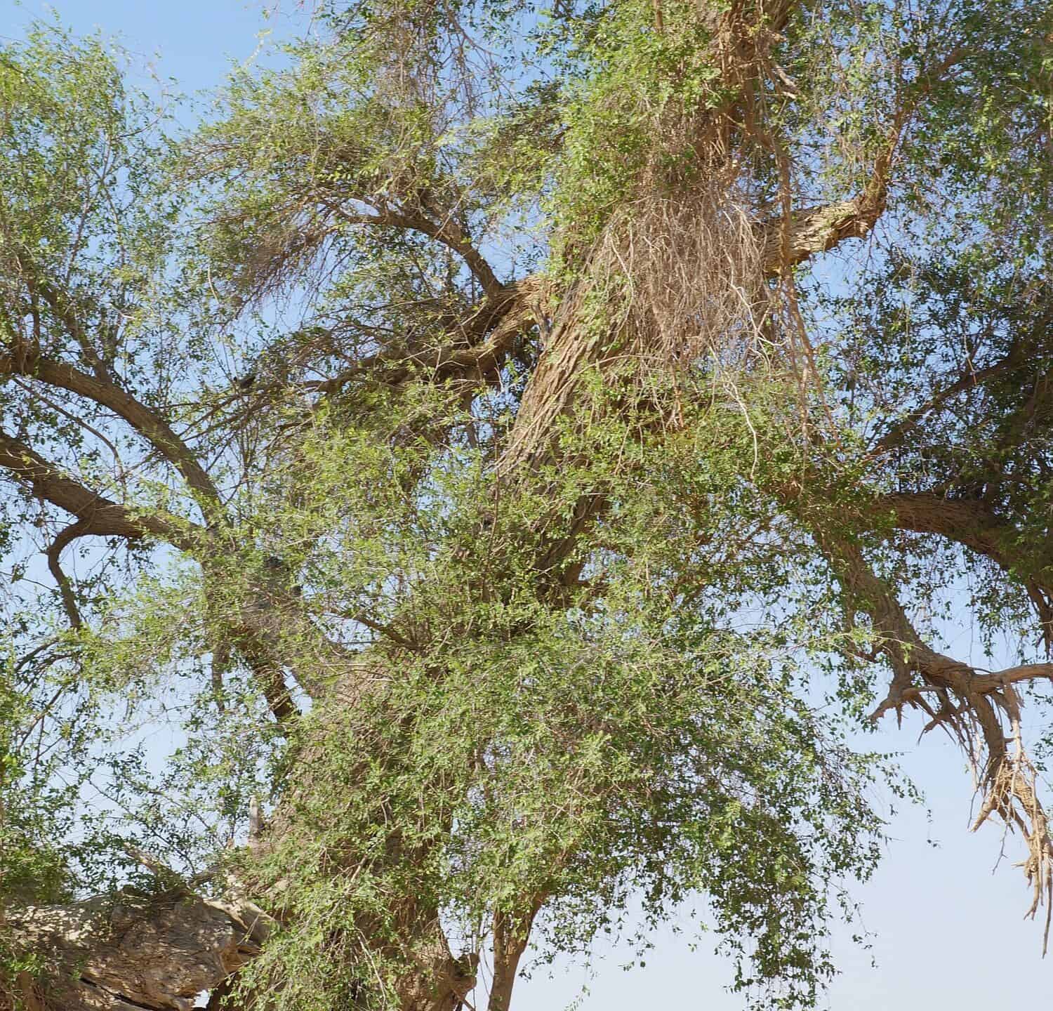 Ziziphus Spina-Christi albero di 300 anni che cresce nel parco biblico di Tamar, nel sud di Israele