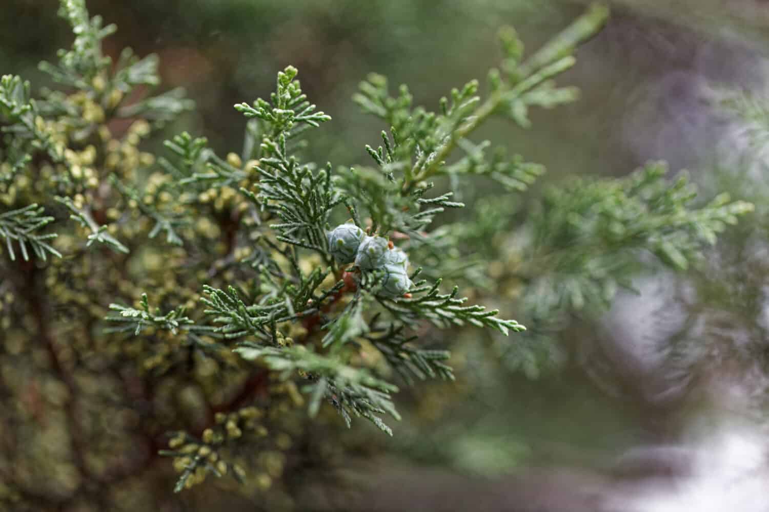 Frutti di un albero di ginepro africano (Juniperus procera).