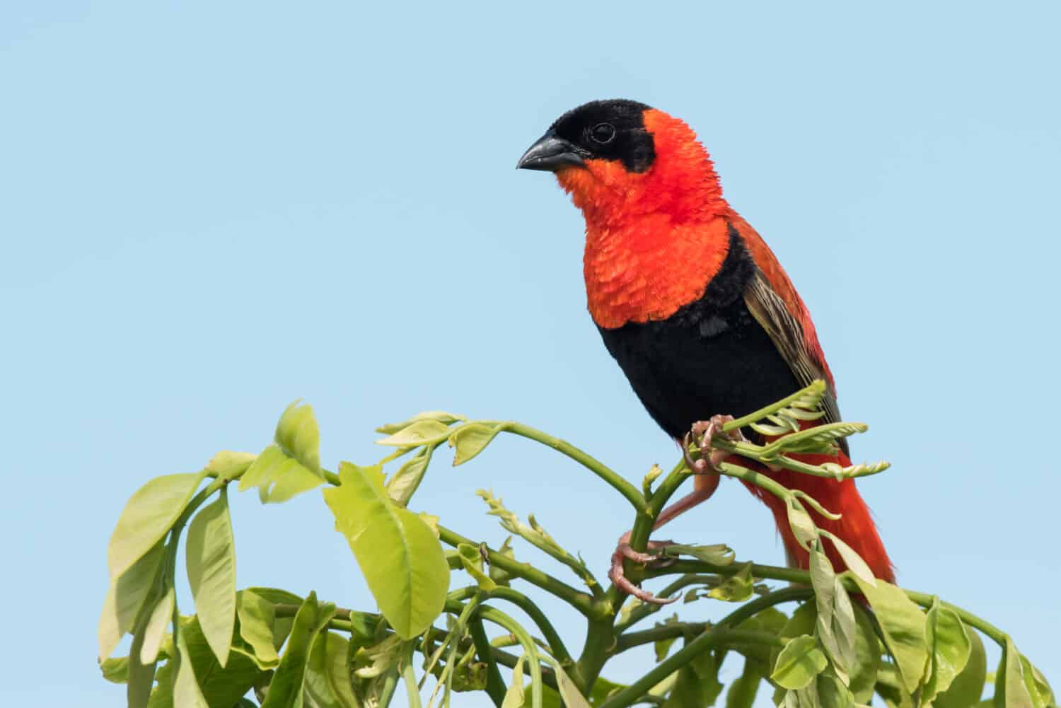 Un maschio Northern Red Bishop (Euplectes franciscanus) in pieno piumaggio di allevamento