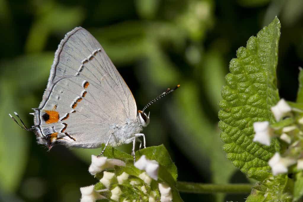 La ciocca di capelli grigia si trova sui fiori di lantana