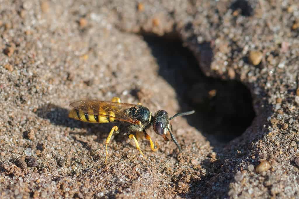 Vespa beewolf europea (Philanthus triangulum)
