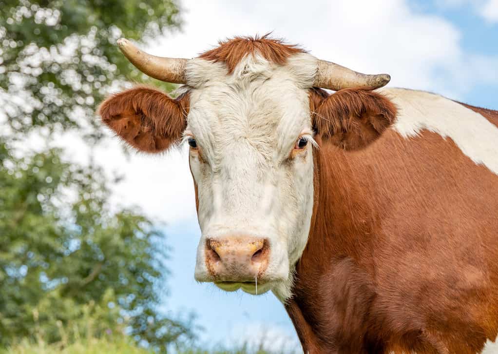 Ritratto di mucca.  Immagine ravvicinata di una mucca Montbeliarde cornuta che sembra timida con foglie di albero come sfondo.