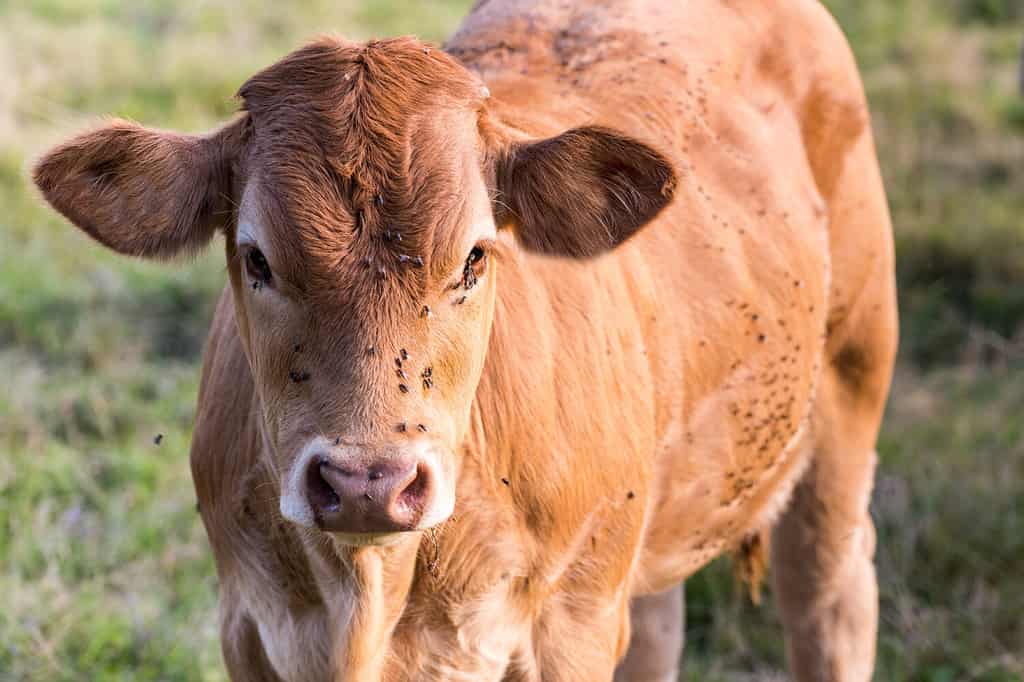 Mucca Charente Parthenais