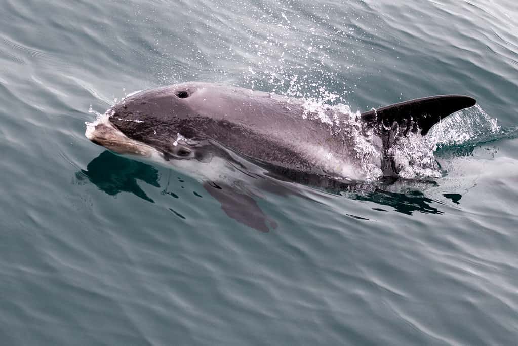 Delfino dal becco bianco, Islanda