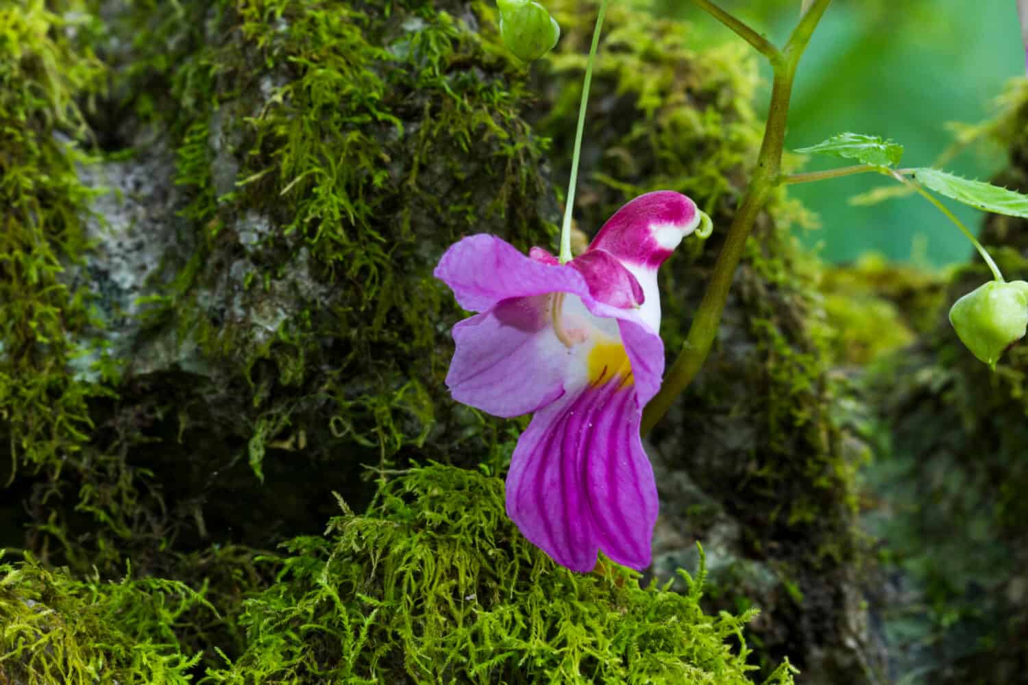 fiore pappagallo o impatiens psittacine è raro e bellissimo fiore rosa può essere trovato a Doi luang chiang dao, Thailandia