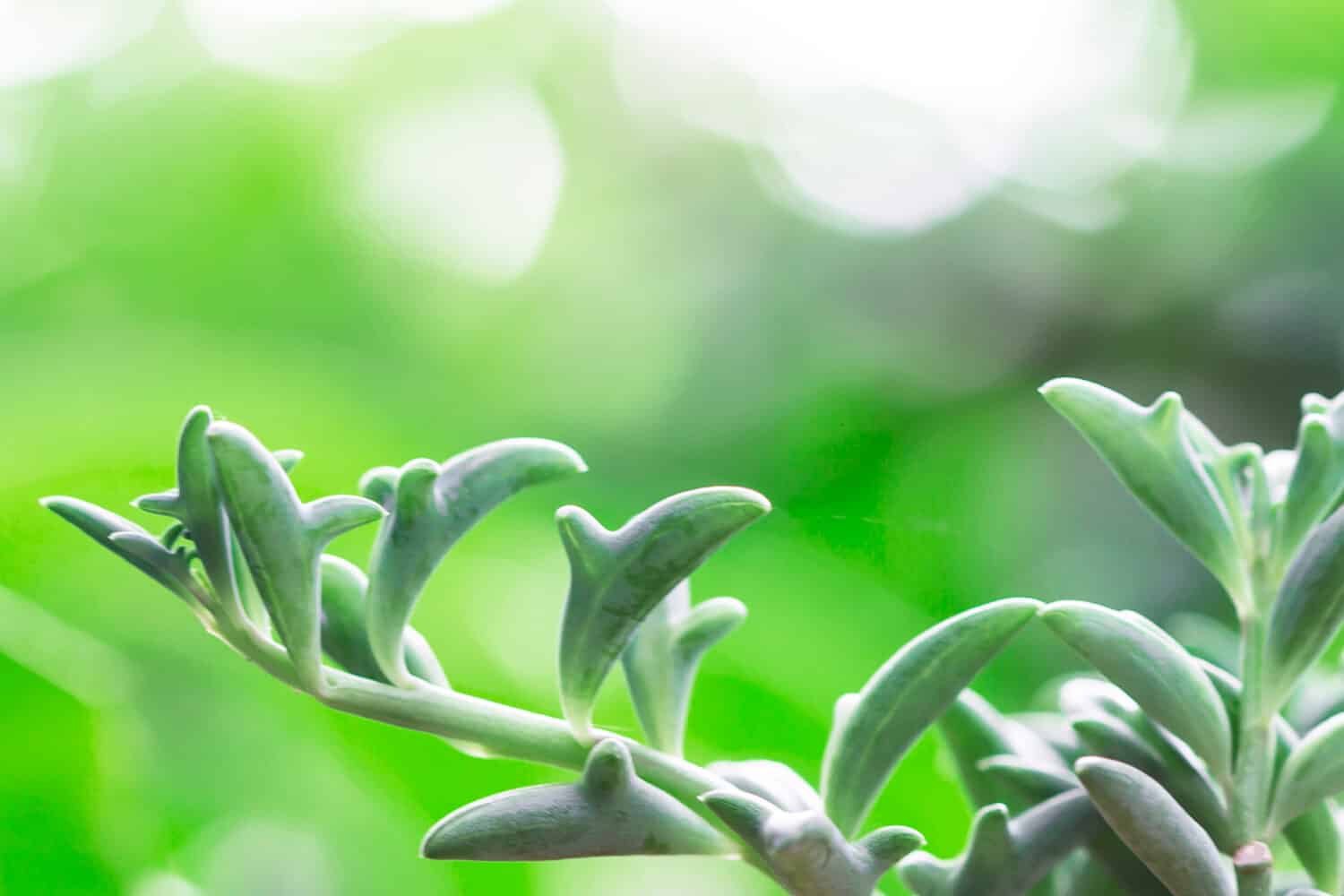 Delfino Piante grasse (Senecio peregrinus) Collana delfino