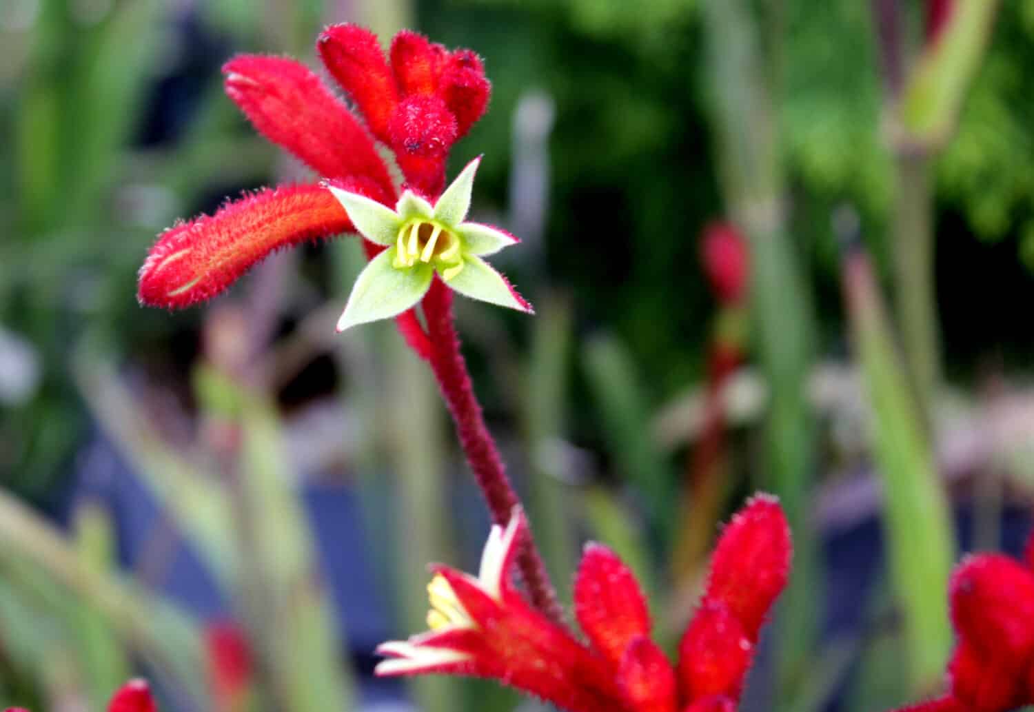 Red Kangaroo Paw, Anigozanthos `Big Red`, perenne sempreverde con fiori rossi ricchi e sfocati che sembrano artigli che si alzano in alto sopra il fogliame simile all'iride, attira i colibrì.