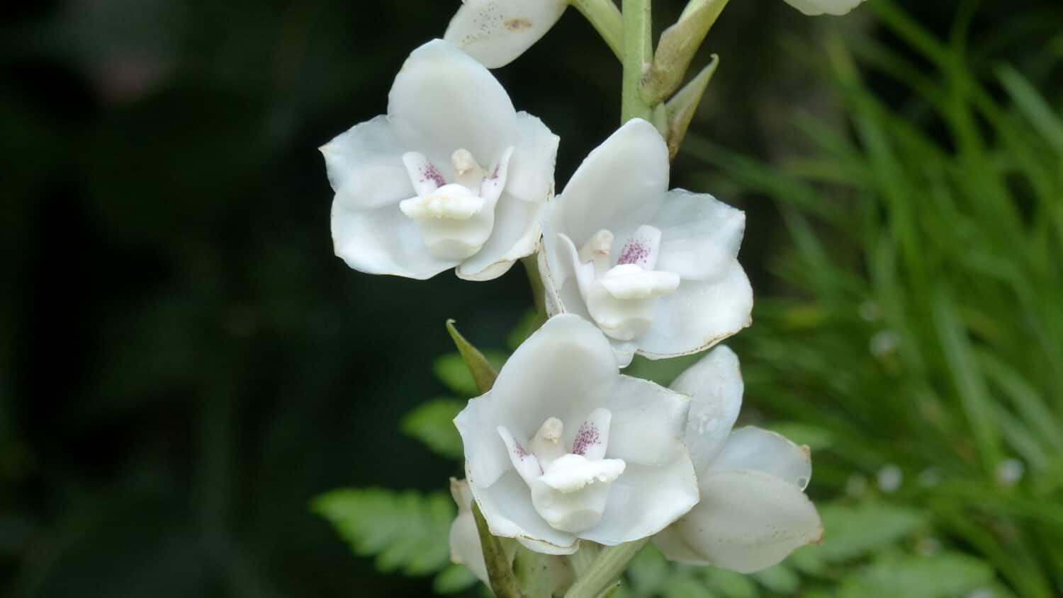 Peristeria elata è un genere di piante appartenenti alla famiglia delle Orchidaceae.  Si trova in America Latina