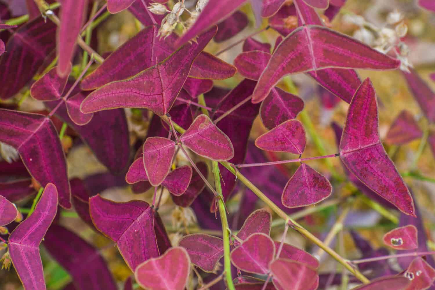 La Red Butterfly Wing (Christia vespertilionis) è un arbusto tropicale con foglie rosse che ricordano farfalle volanti.  Può essere trovato nel sud-est asiatico.