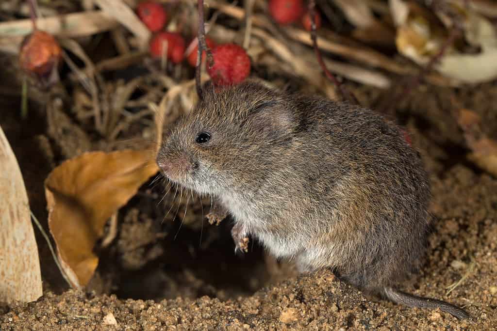Topo di prato orientale, topo di campo o Microtus pennsylvanicus - Roditori in Indiana