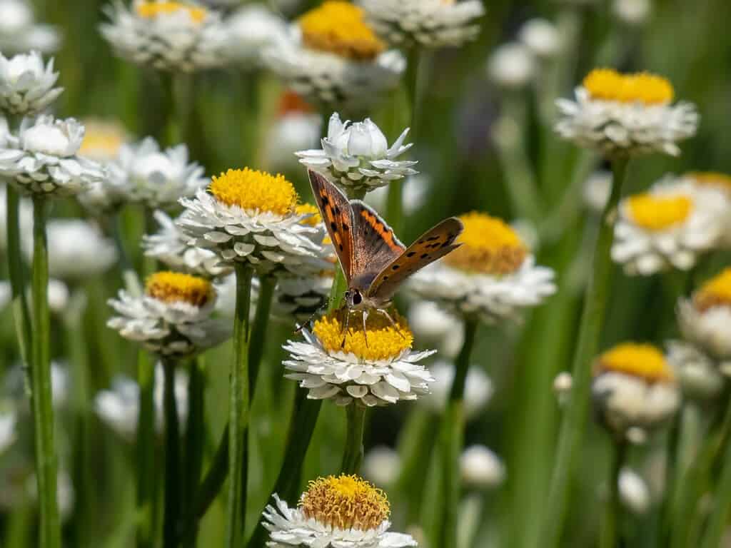 Il rametto piccolo, americano o comune (Lycaena phlaeas).  Le ali anteriori superiori sono di un arancione brillante con un bordo scuro e otto nove punti neri.  Le ali posteriori sono scure con un bordo arancione