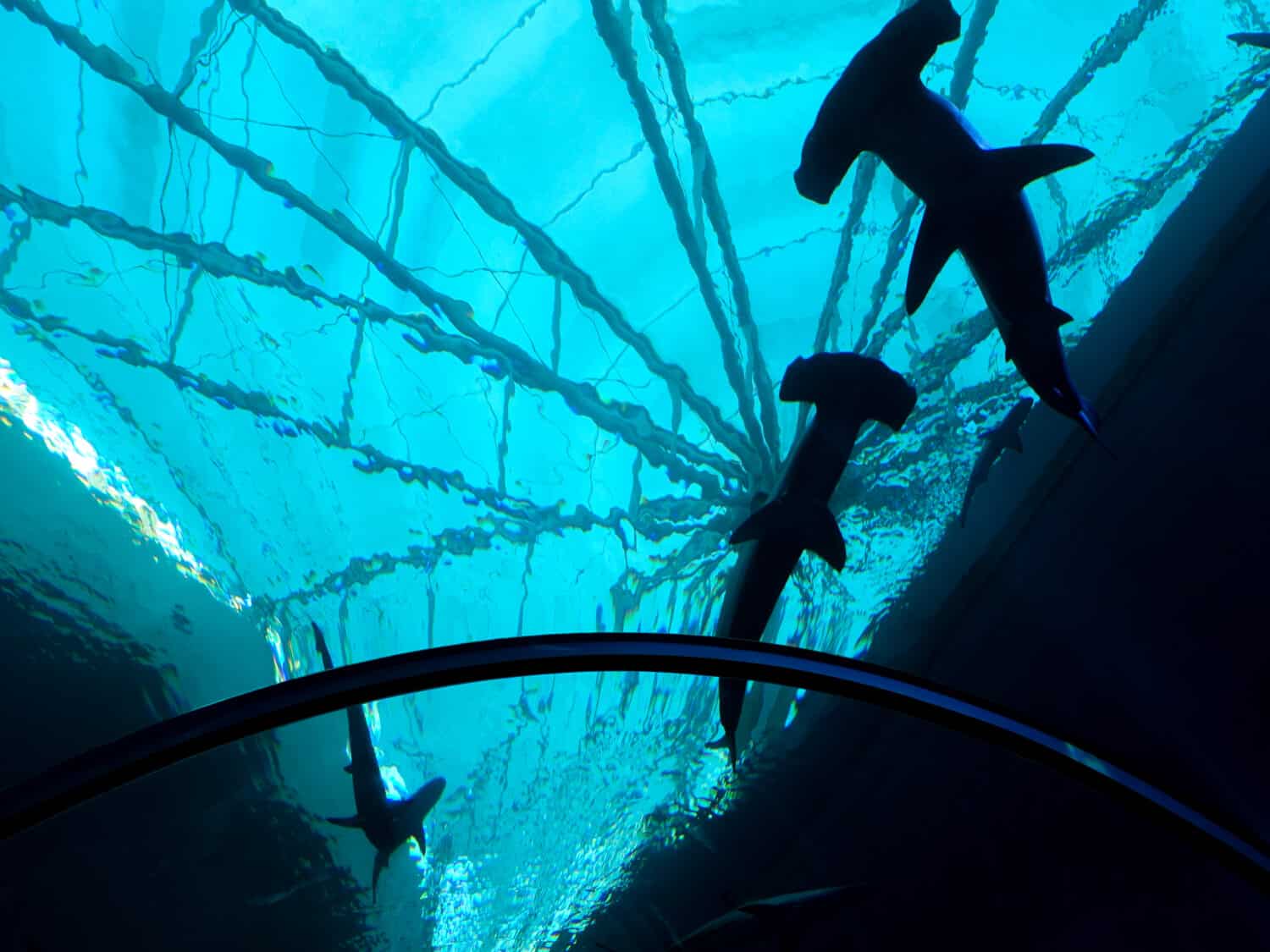 Squalo martello che nuota nell'acquario in una vista luminosa al SEA Aquarium Sentosa, Singapore, 14 luglio 2019.