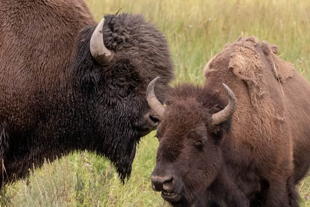Toro e mucca del bisonte americano