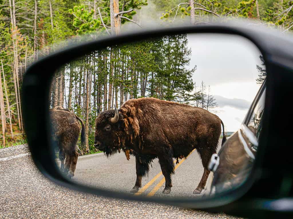 Bisonte che attraversa la strada