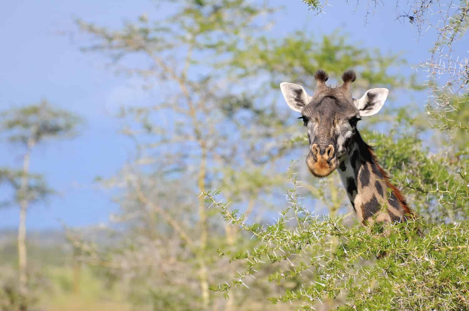 giraffa allo stato brado