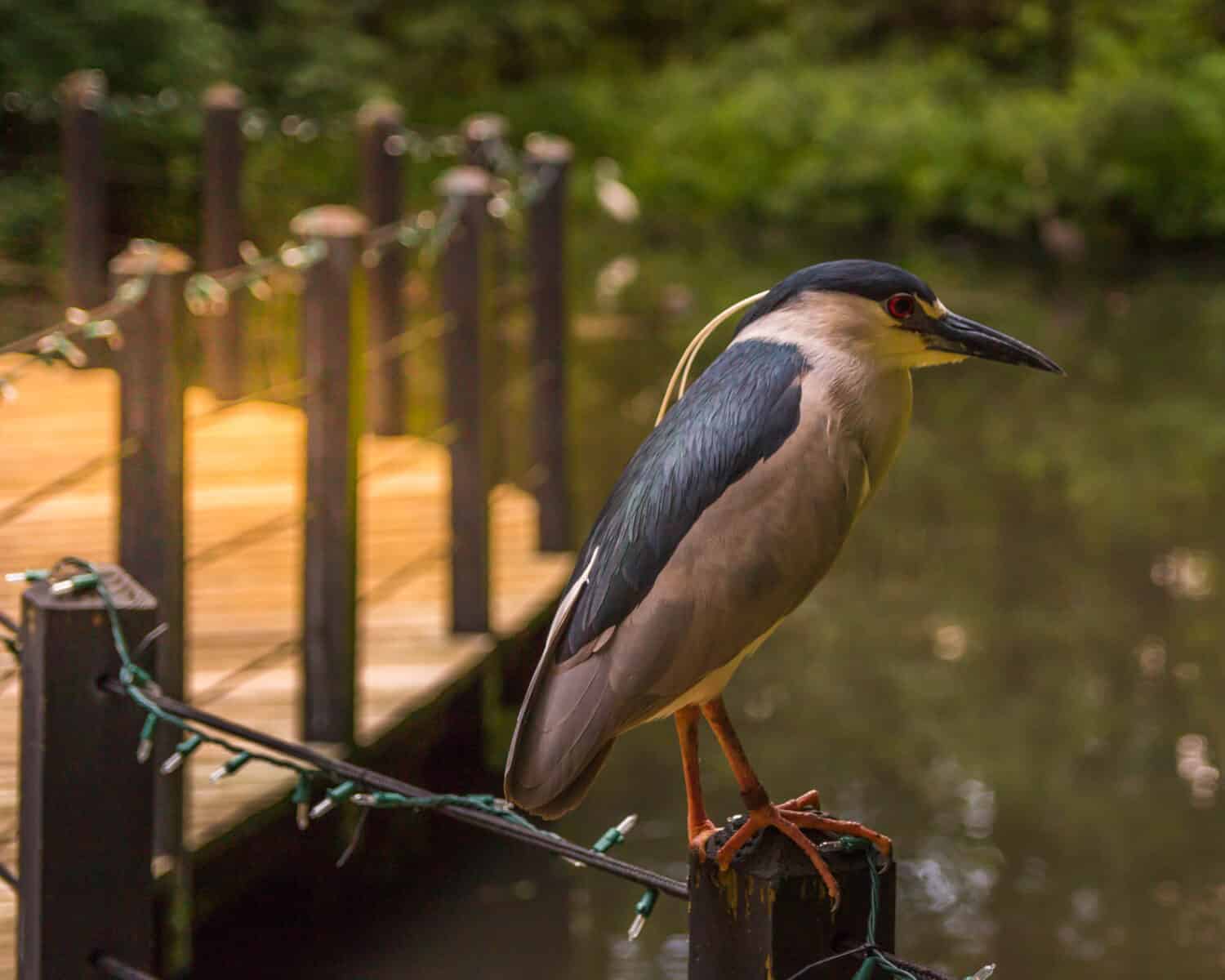 Night Heron appollaiato su un recinto con sfondo Bokeh.  Preso nei giardini di Brookgreen, Carolina del Sud.
