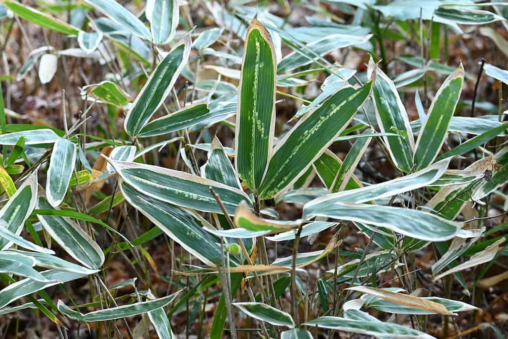 Erba di bambù Kuma (Sasa veitchii), bambù nano