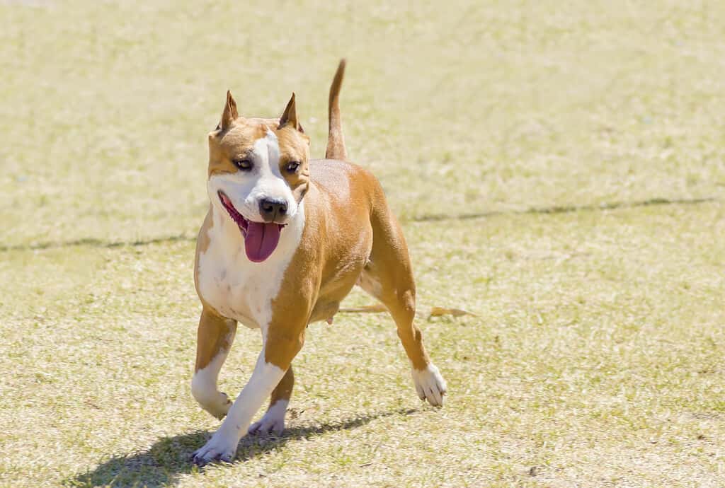 Non ci sono vantaggi nel tagliare le orecchie per i cani