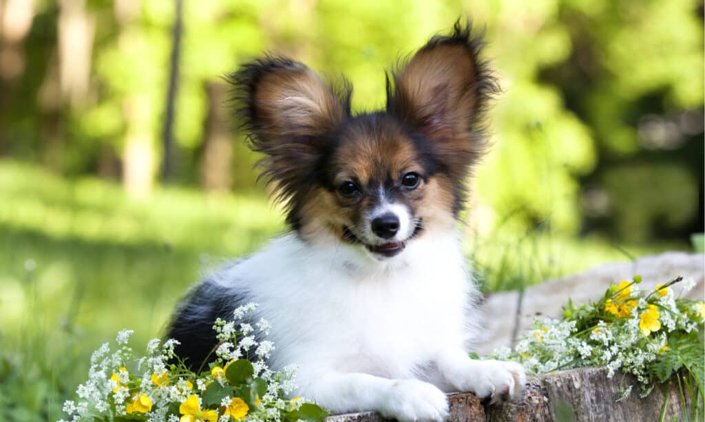 Cane di razza Palillon che guarda il proprietario,