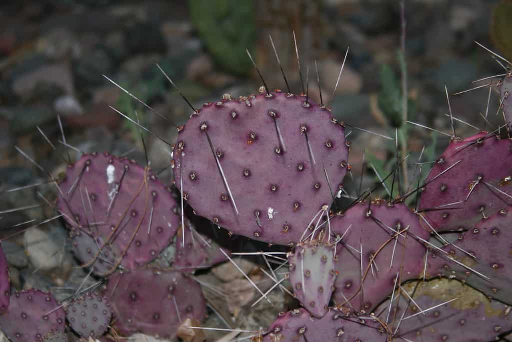 Ficodindia viola, Opuntia macrocentra