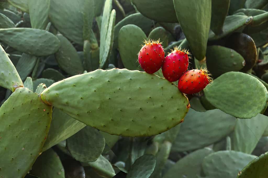 fico d'india che mostra tre frutti 