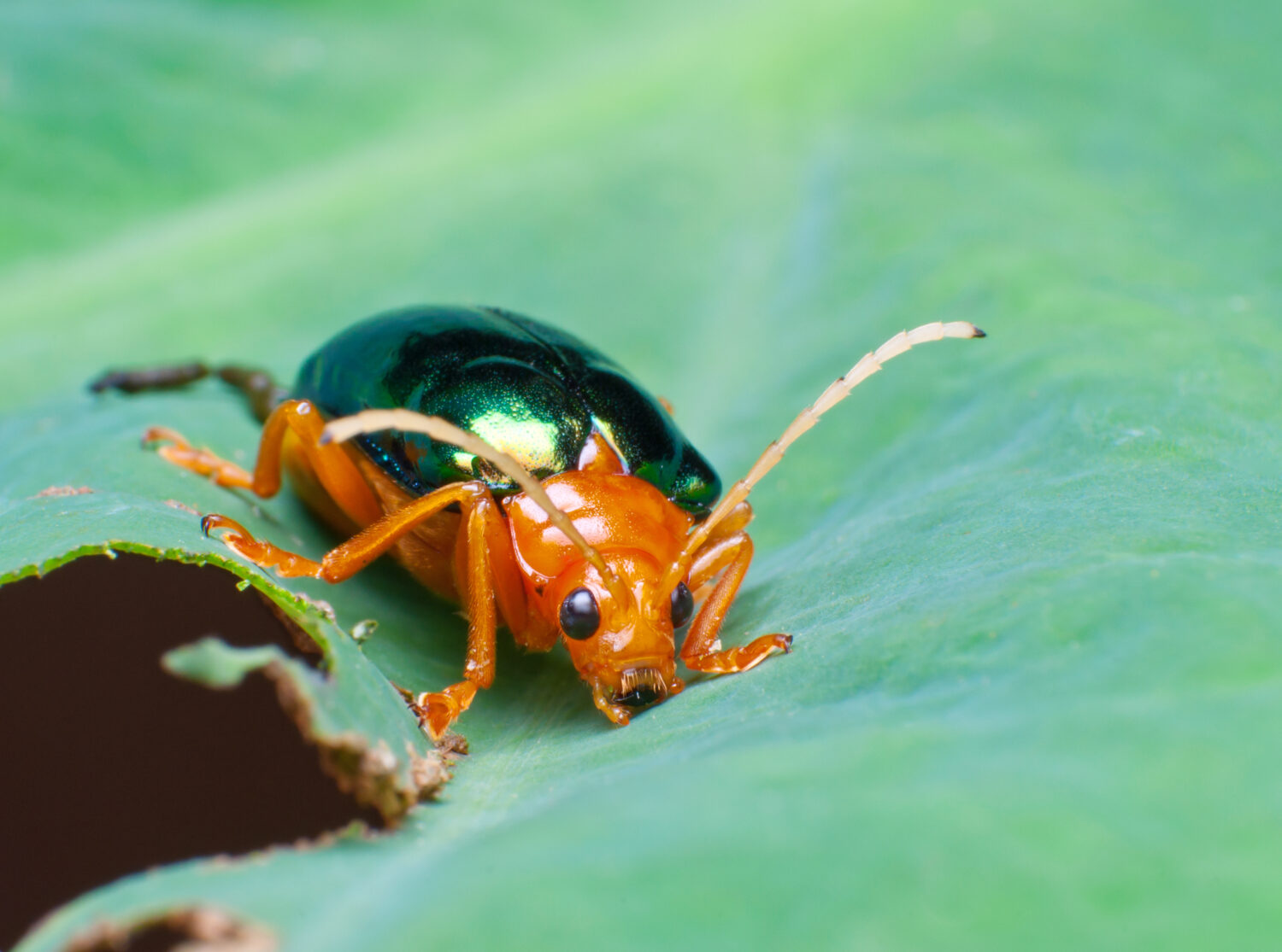 Scarabeo Bobbardier (Brachinus alternans)
