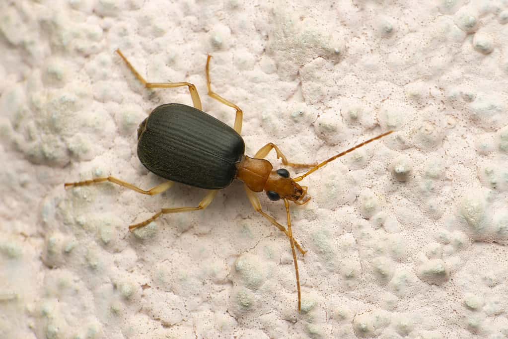 Scarabeo bombardiere