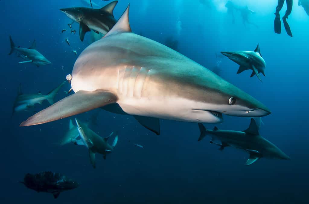 Squali oceanici pinna nera