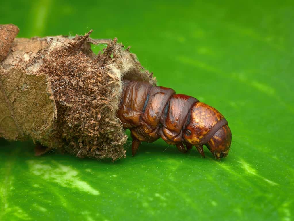 Bruco Bagworm mezzo in una custodia protettiva